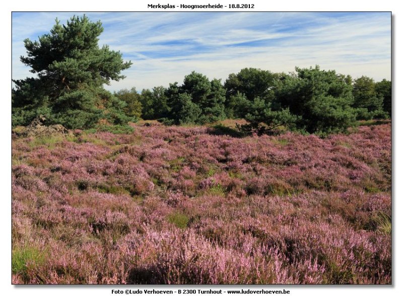 Hoogmoerheide Merksplas / Turnhout