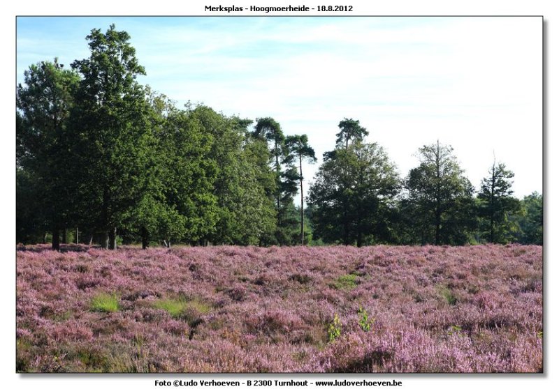 Hoogmoerheide Merksplas / Turnhout