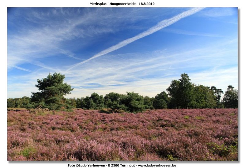 Hoogmoerheide Merksplas / Turnhout