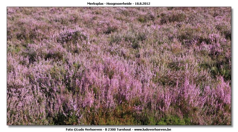 Hoogmoerheide Merksplas / Turnhout