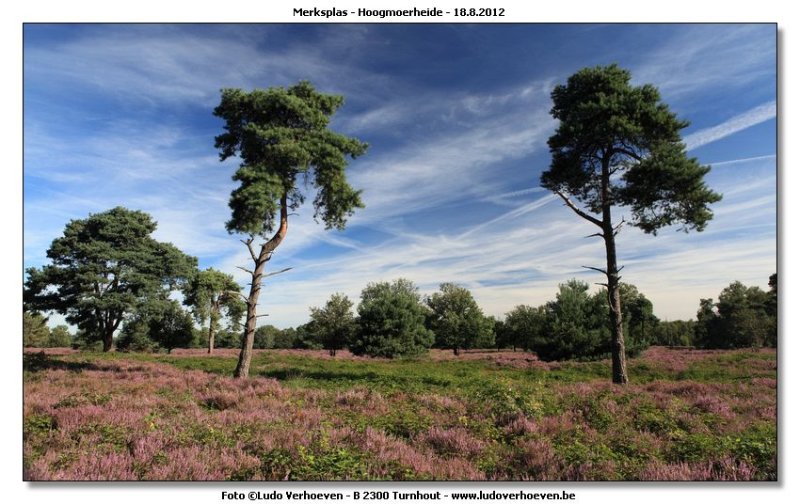 Hoogmoerheide Merksplas / Turnhout