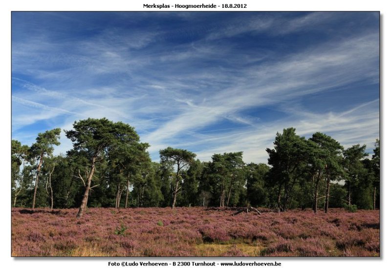 Hoogmoerheide Merksplas / Turnhout