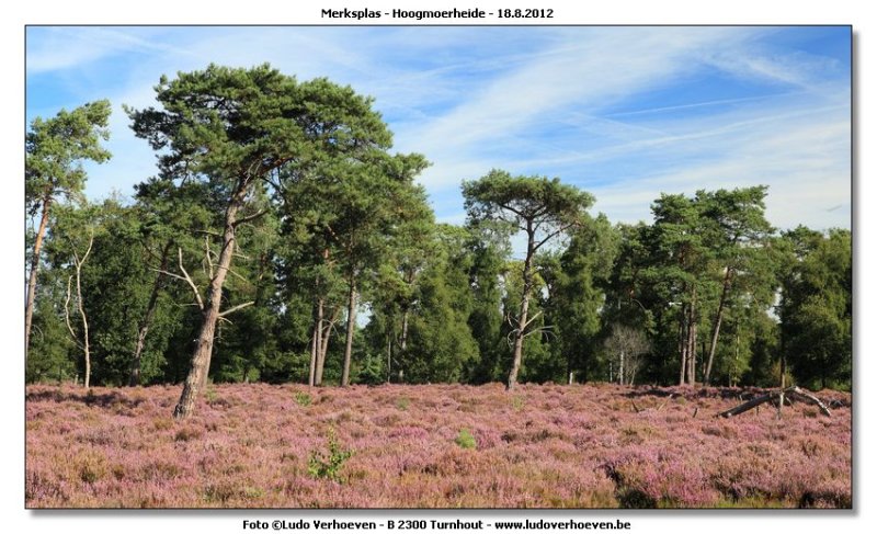 Hoogmoerheide Merksplas / Turnhout