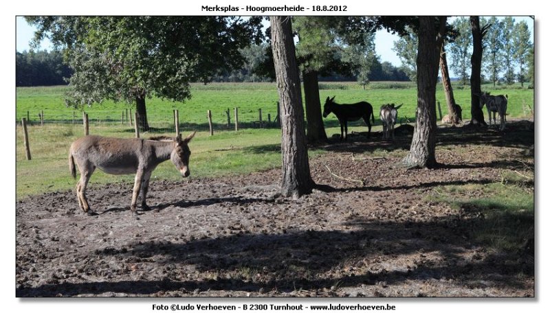 Hoogmoerheide Merksplas / Turnhout