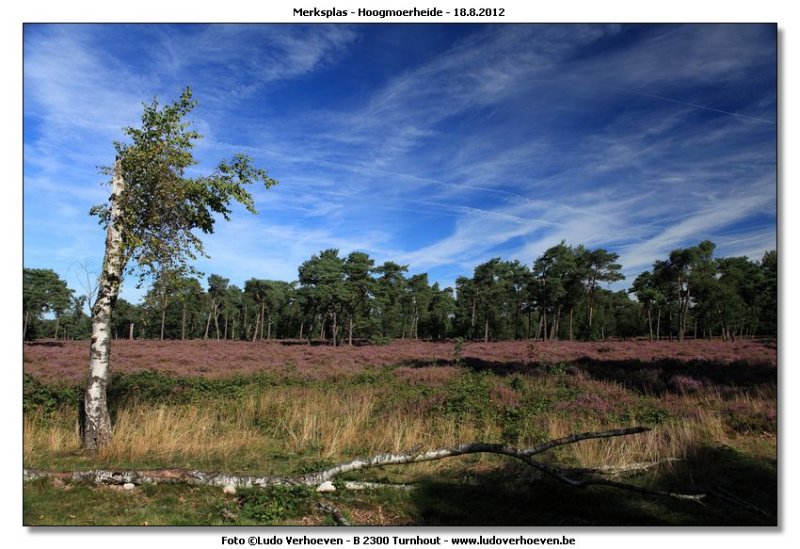Hoogmoerheide Merksplas / Turnhout
