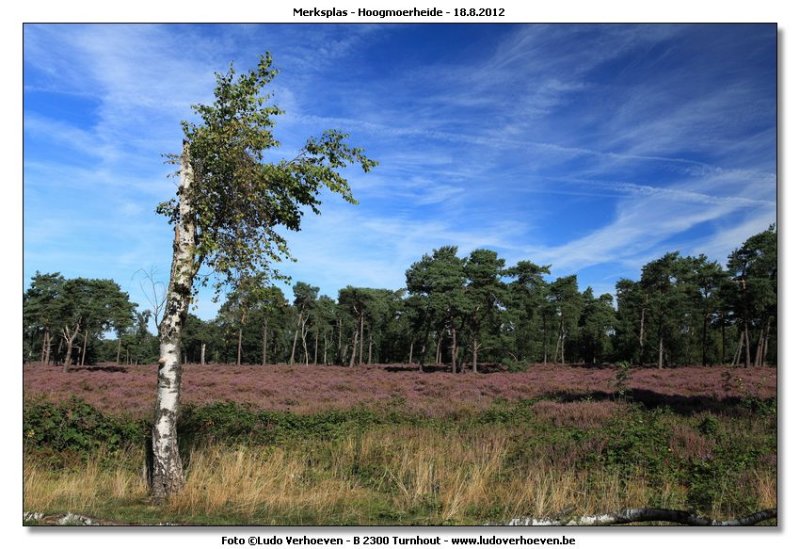 Hoogmoerheide Merksplas / Turnhout