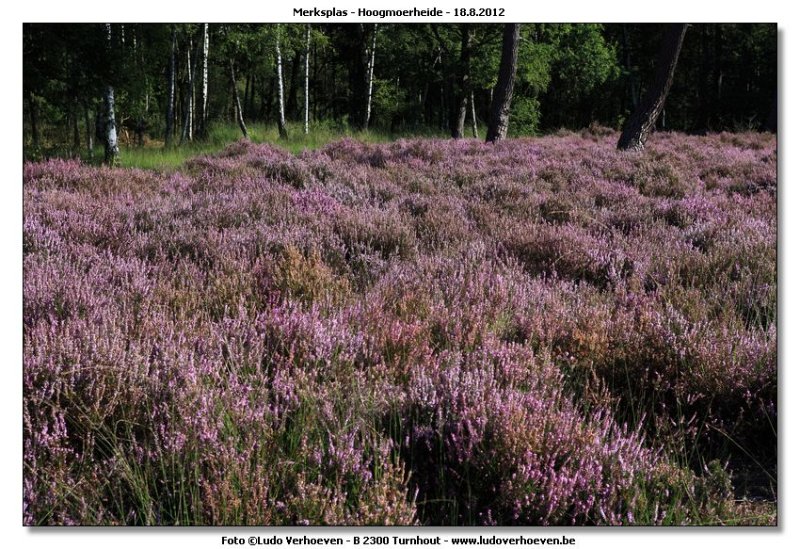Hoogmoerheide Merksplas / Turnhout