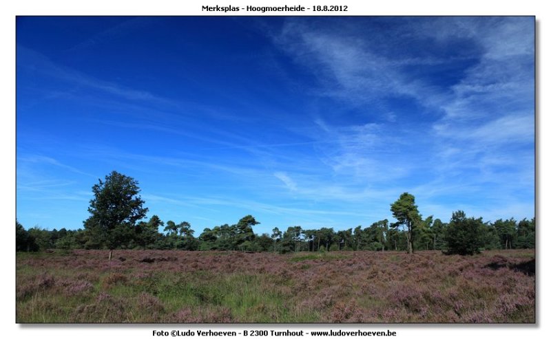 Hoogmoerheide Merksplas / Turnhout
