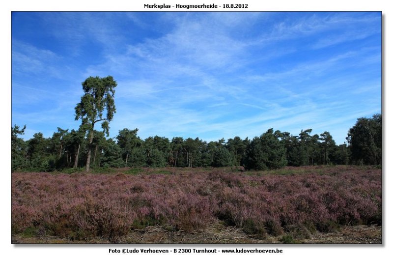 Hoogmoerheide Merksplas / Turnhout