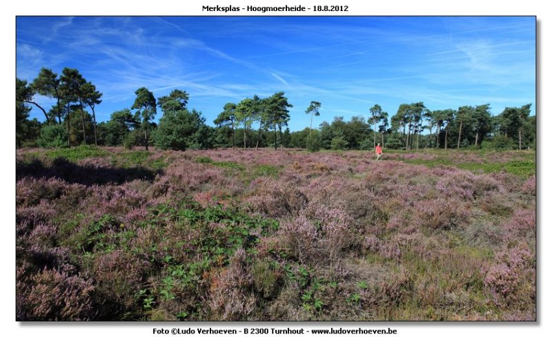 Hoogmoerheide Merksplas / Turnhout