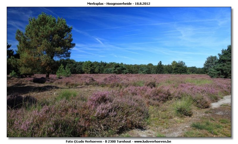 Hoogmoerheide Merksplas / Turnhout