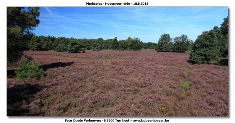 Hoogmoerheide Merksplas / Turnhout