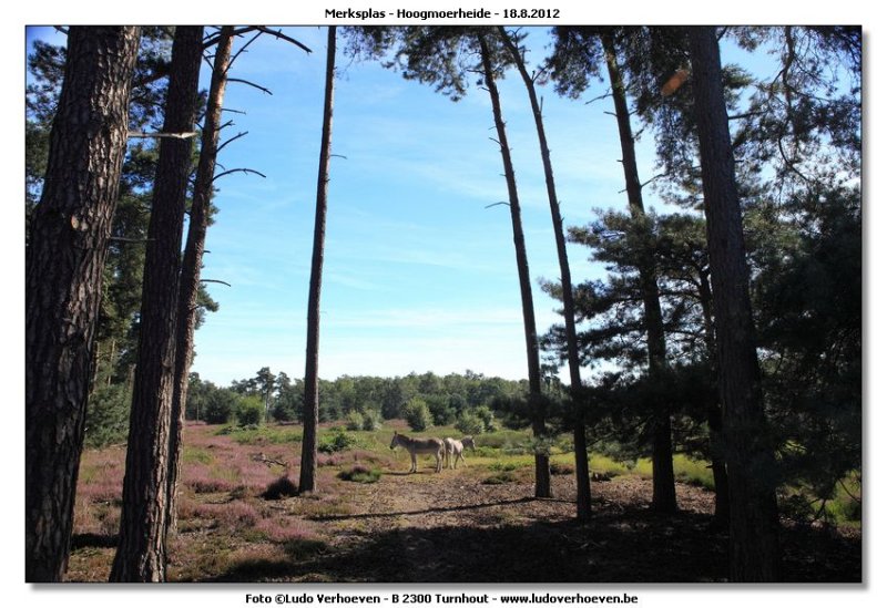 Hoogmoerheide Merksplas / Turnhout