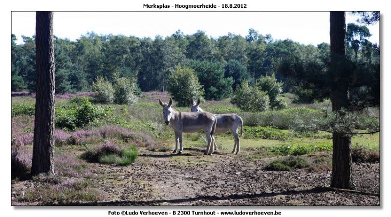 Hoogmoerheide Merksplas / Turnhout