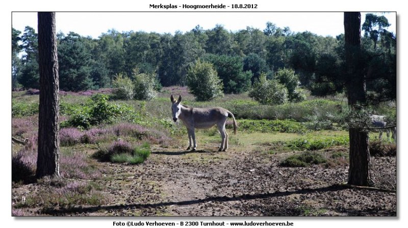 Hoogmoerheide Merksplas / Turnhout