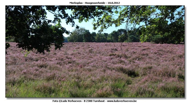 Hoogmoerheide Merksplas / Turnhout