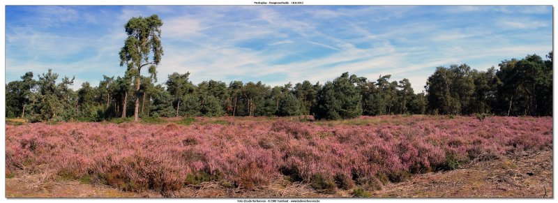 Hoogmoerheide Merksplas / Turnhout