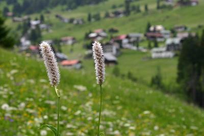 Kleinwalsertal Wiesenblumen