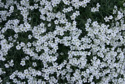 Kleinwalsertal Wiesenblumen