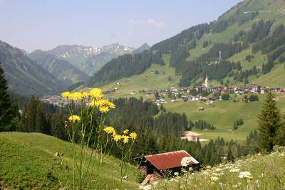 Kleinwalsertal Wiesenblumen