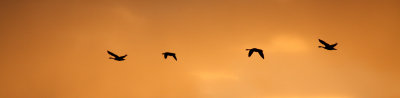 Flight of 4 at sunset.