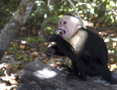 Capuchin DSC_0856.jpg