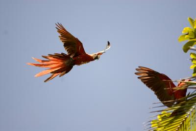 Wild Scarlet Macaws