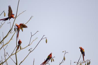 pbase_DSC8079.jpg
