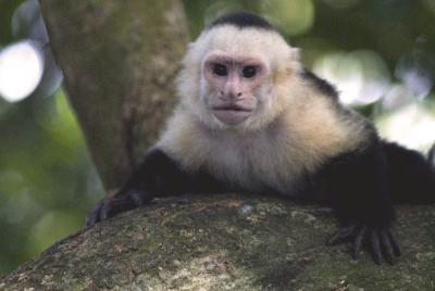 Capuchin_DSC6446.jpg