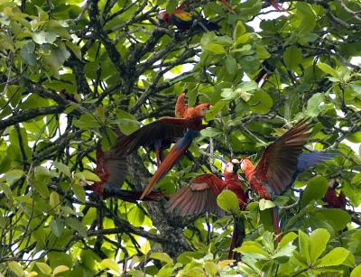 Wild Scarlet Macaws