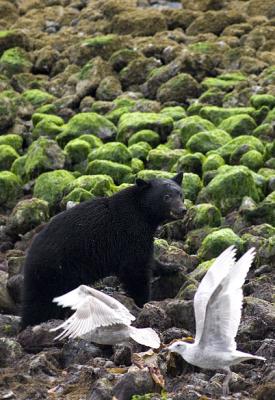 Bears and Eagles of Clayoquot Sound, B.C.