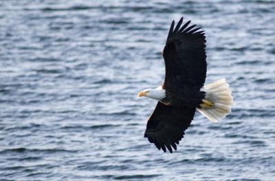 Clayoquot Sound Eagle 1