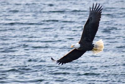 Clayoquot Sound Eagle 2