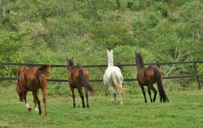 PETROPOLIS.FAZENDA SANTANA.041.JPG