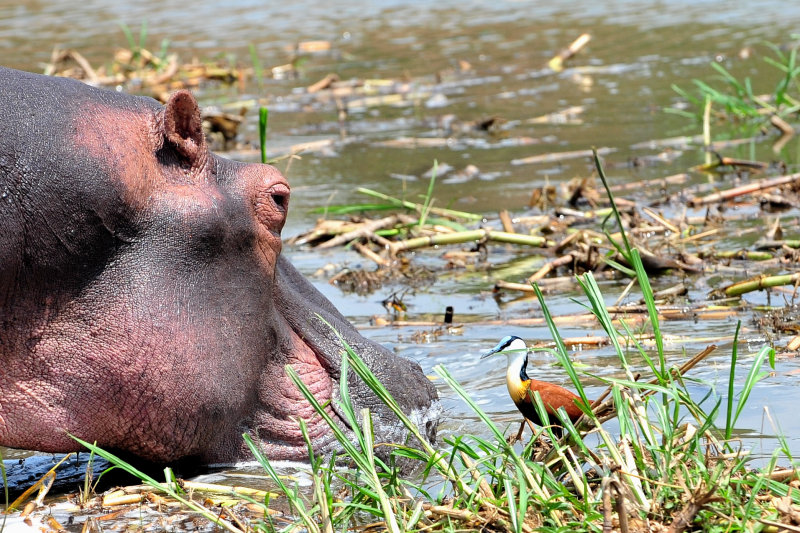 When Hippo Met Ducky