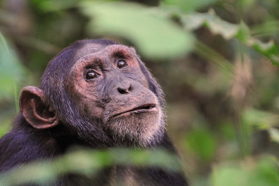 Male Chimp at Kibale 2011