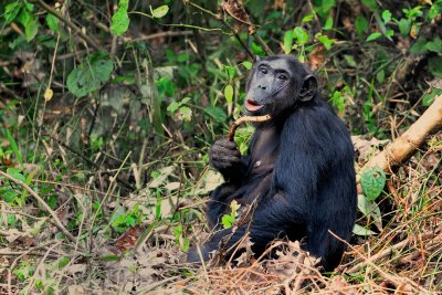 Female Chimp at Kibale 2011