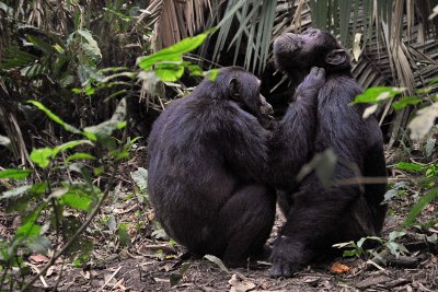 Chimps Grooming Kibale, 2011