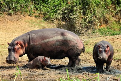 Hippo Family QE Uganda