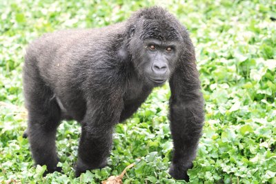 Grauer's Gorilla Orphan 2011