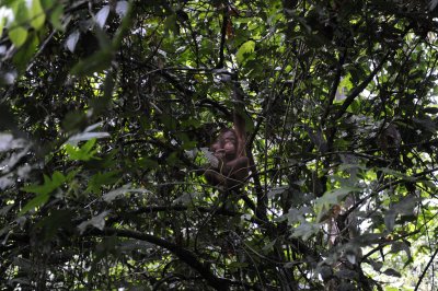 Orangutan 1 - Borneo