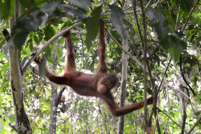Orangutan 2 - Borneo