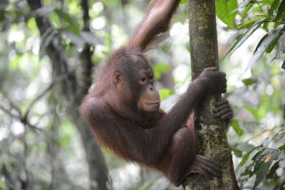 Orangutan 3 - Borneo