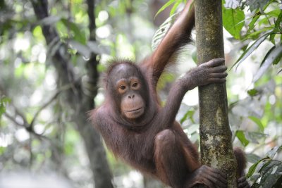 Orangutan 4 - Borneo