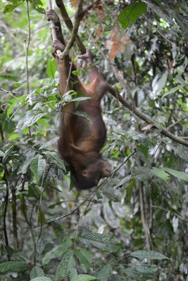 Orangutan 5 - Borneo
