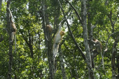 Proboscis 1 - Borneo