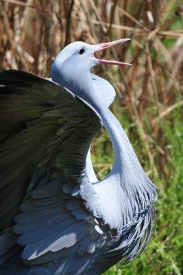 Blue Crane