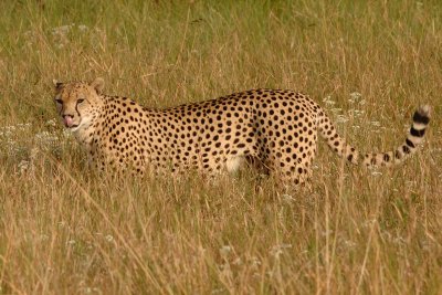Cheetah 07d.jpg