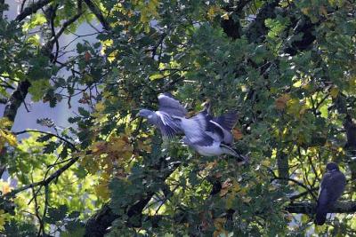 Oiseaux migrateurs