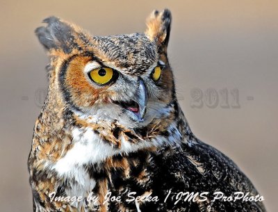 Buzzards Return to Hinkley Reservation Ohio - 03/20/11